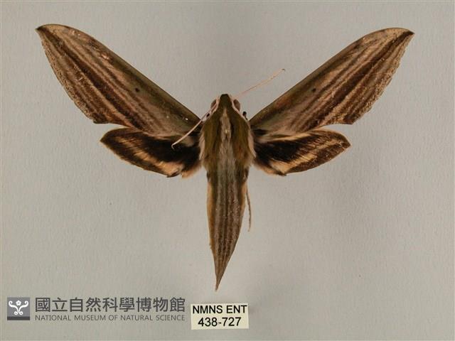 棕綠背線天蛾藏品圖，第1張