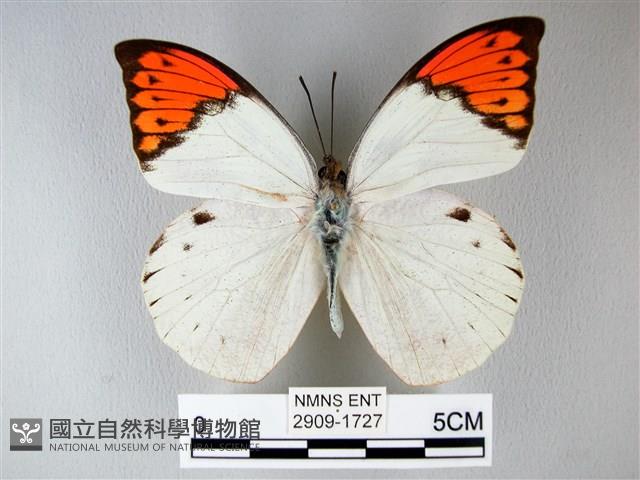 橙端粉蝶、端紅蝶藏品圖，第1張