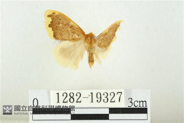 黑翅黃毒蛾藏品圖，第1張
