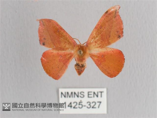 接骨木帶鉤蛾藏品圖，第1張