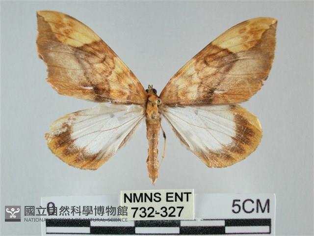 枯葉尺蛾藏品圖，第1張