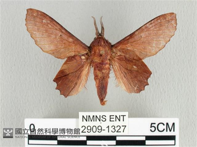 臺灣枯葉蛾藏品圖，第1張