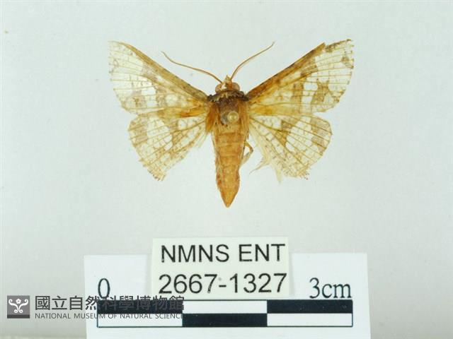 琉球雲紋網蛾藏品圖，第1張