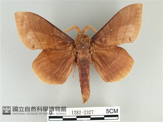 松大毛蟲藏品圖，第1張