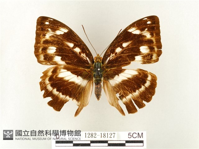 瑙蛺蝶藏品圖，第1張