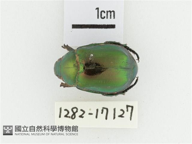 艷金龜藏品圖，第1張