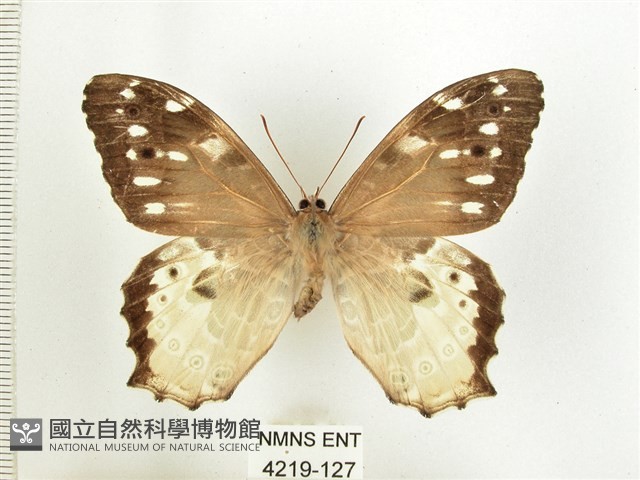 白斑蔭眼蝶藏品圖，第1張