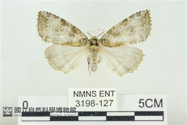 臺灣銀斑異波紋蛾藏品圖，第1張