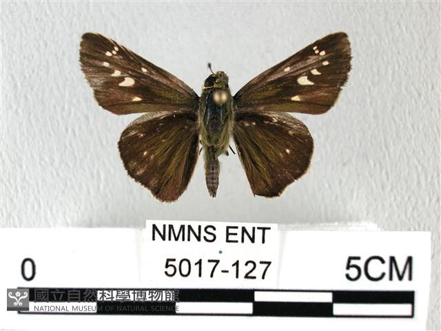 禾弄蝶藏品圖，第1張