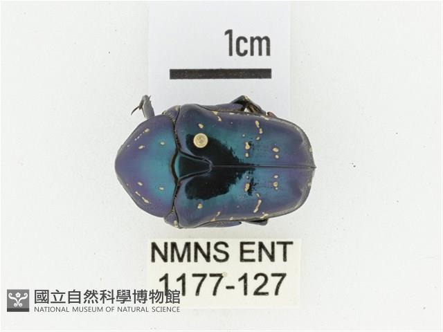 藍艷白點花金龜藏品圖，第1張