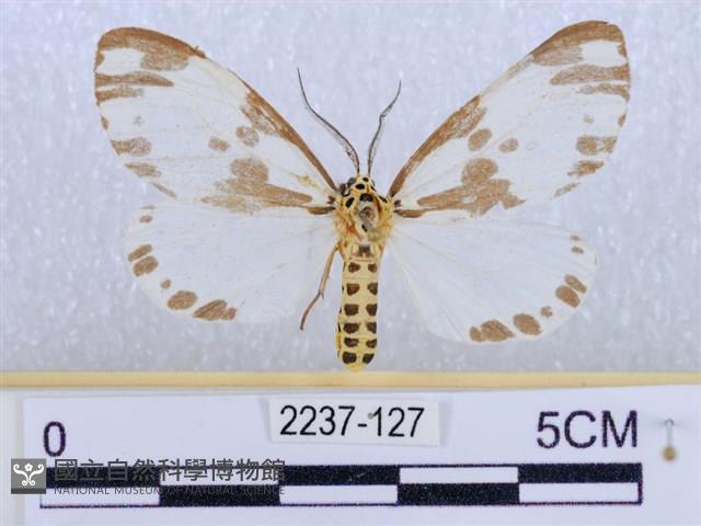 後凸蝶燈蛾藏品圖，第1張