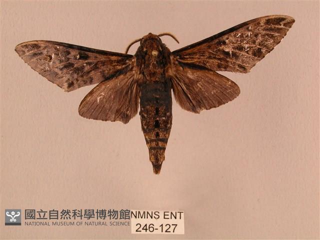 白星天蛾藏品圖，第1張