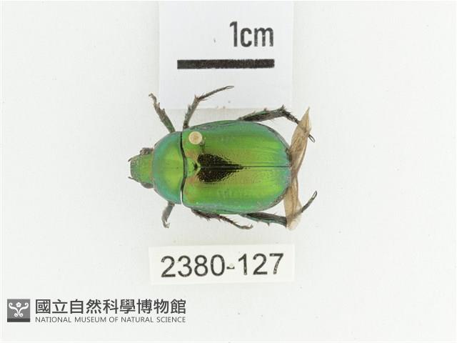 艷金龜藏品圖，第1張