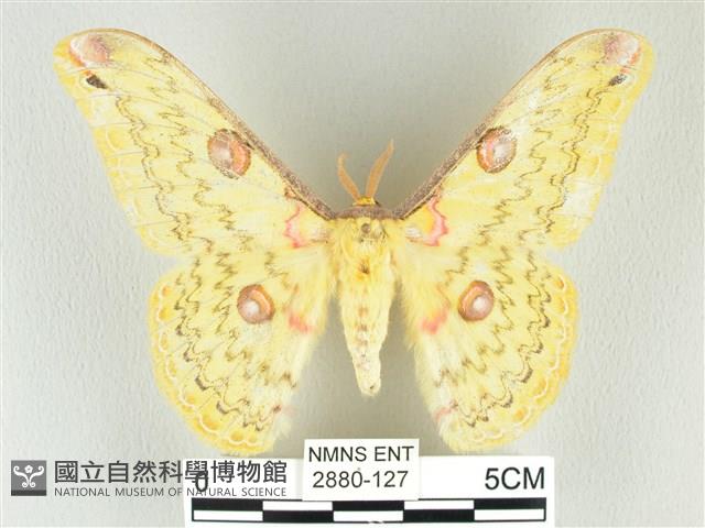 黃豹天蠶蛾藏品圖，第1張