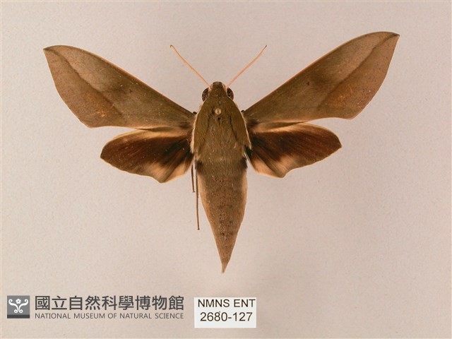 藏斜紋天蛾藏品圖，第1張