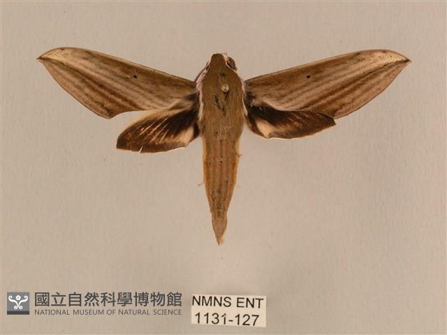 背線天蛾藏品圖，第1張