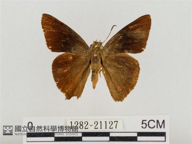 尖翅絨弄蝶藏品圖，第1張