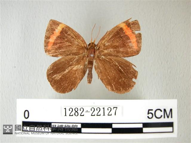 帶錨紋蛾藏品圖，第1張