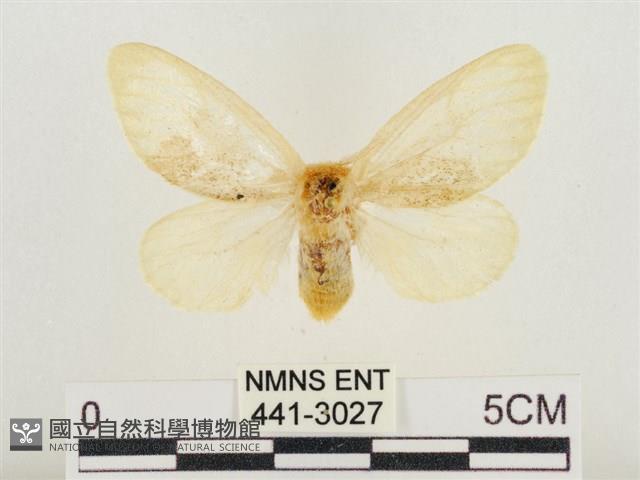 榕透翅毒蛾藏品圖，第1張