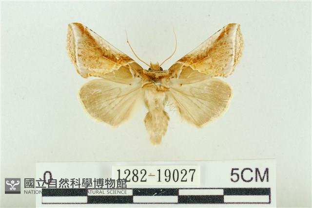 印華波紋蛾藏品圖，第1張