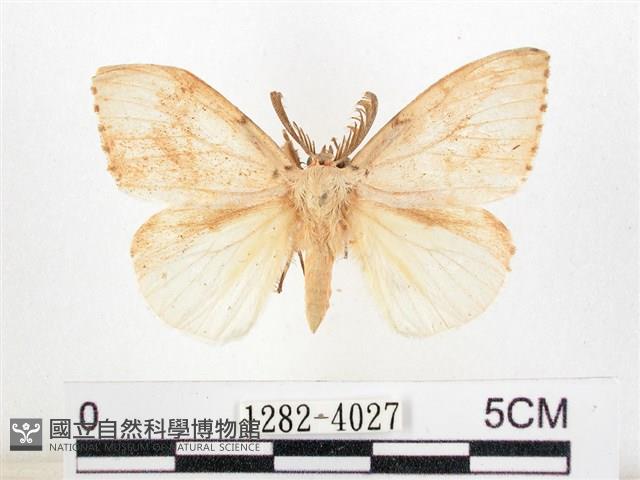 木毒蛾藏品圖，第1張