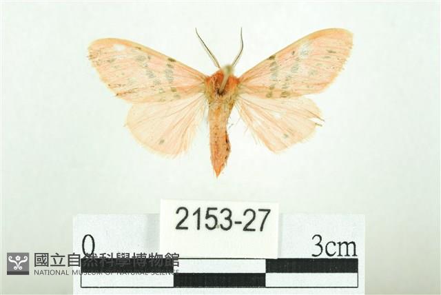 三條橙燈蛾藏品圖，第1張