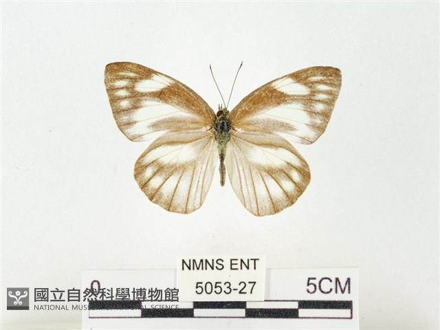 鑲邊尖粉蝶藏品圖，第1張