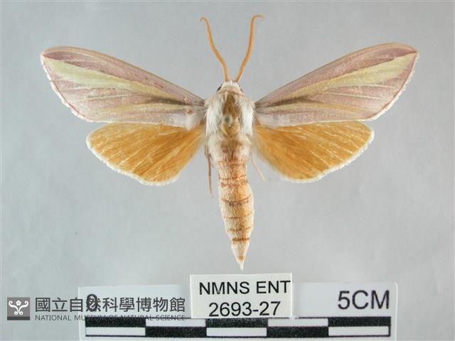 雙黃條天蛾藏品圖，第1張