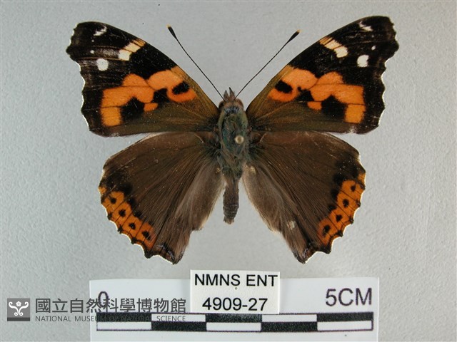 大紅蛺蝶藏品圖，第1張