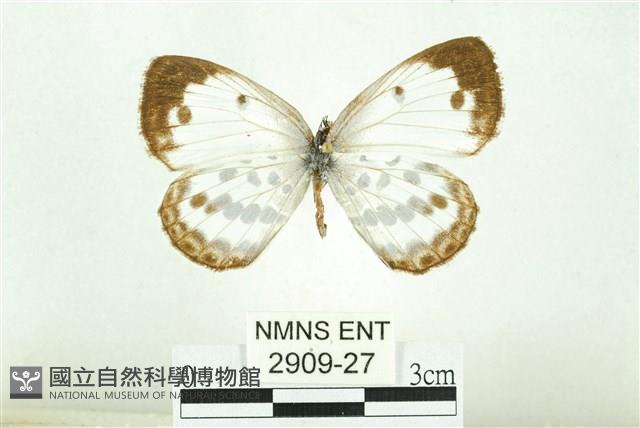 白雀斑灰蝶藏品圖，第1張