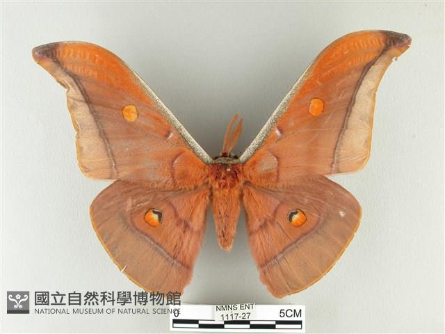 紅目天蠶蛾藏品圖，第1張