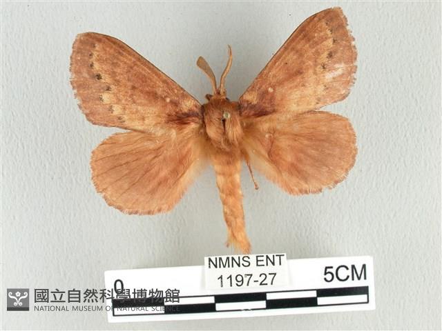 波紋枯葉蛾藏品圖，第1張