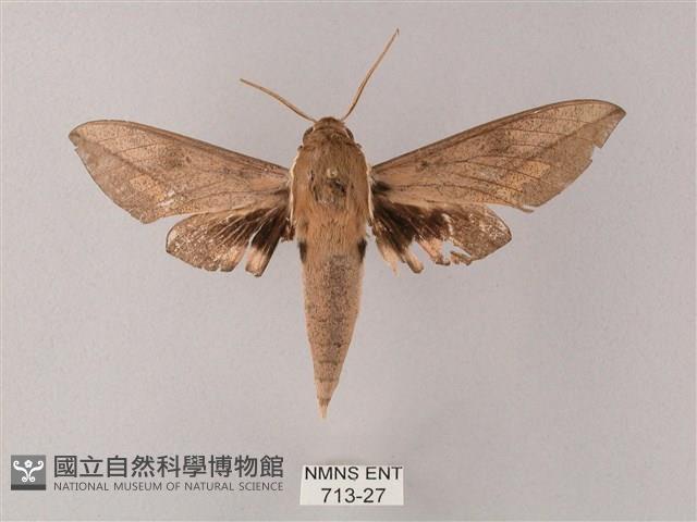 藏斜紋天蛾藏品圖，第1張