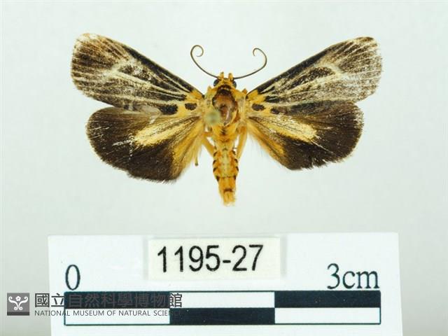 黃肩奇蛾藏品圖，第1張