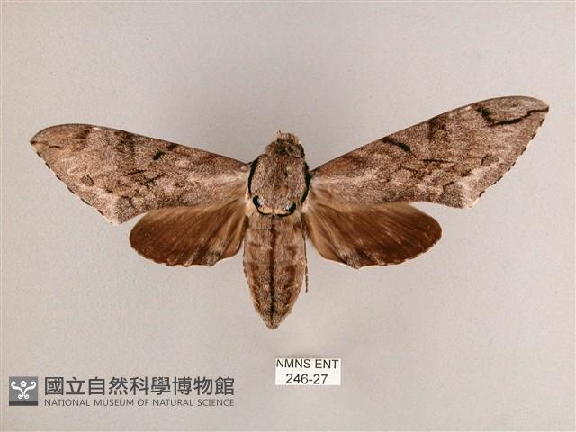 細斜紋霜天蛾藏品圖，第1張