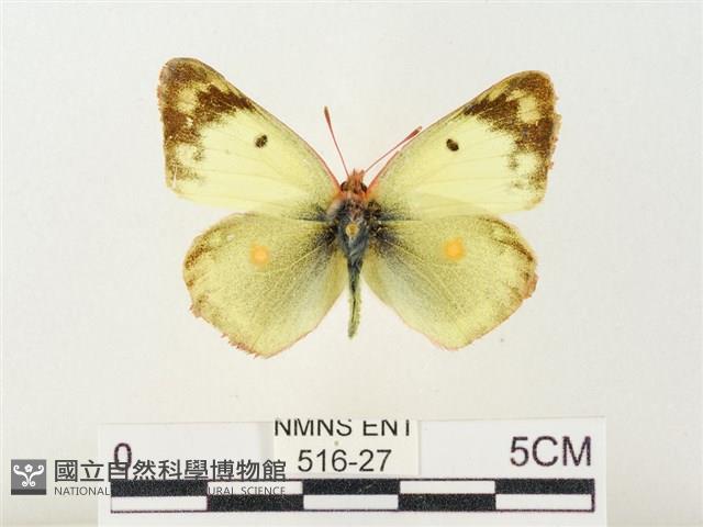 紋黃粉蝶藏品圖，第1張
