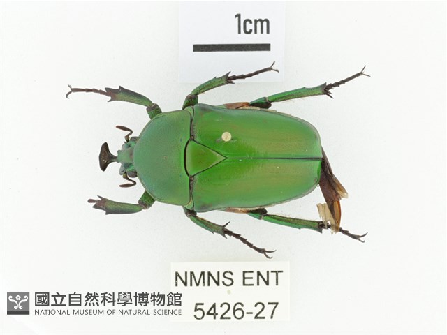 臺灣扇角金龜藏品圖，第1張