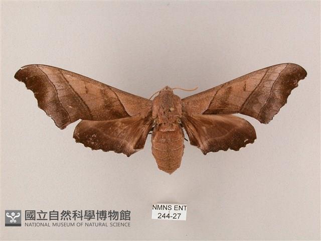 齒翅三線天蛾藏品圖，第1張