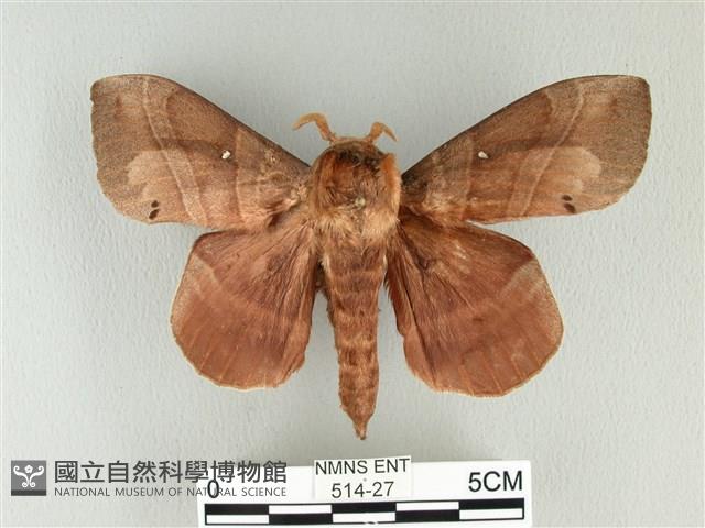 松大毛蟲藏品圖，第1張