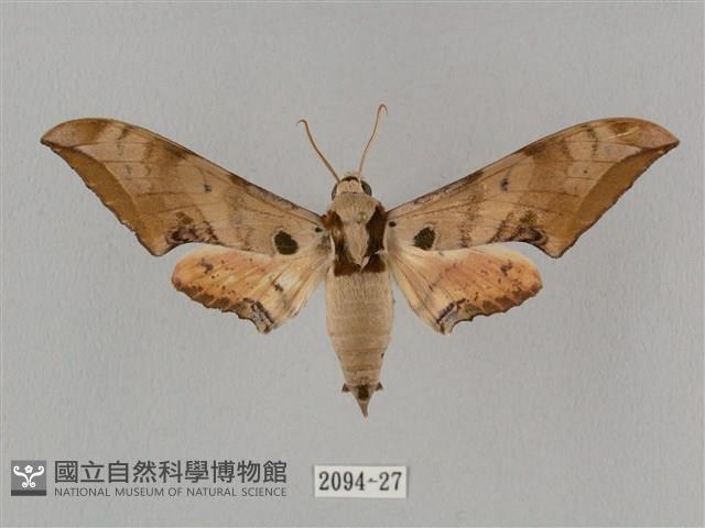 廣東鷹翅天蛾藏品圖，第1張