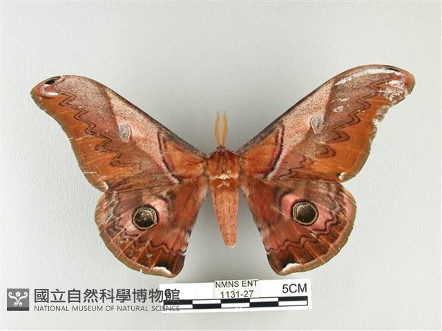 雙黑目天蠶蛾藏品圖，第1張