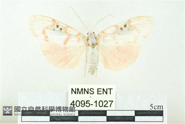 臺雪苔蛾藏品圖，第1張
