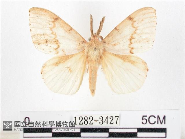 木毒蛾藏品圖，第1張