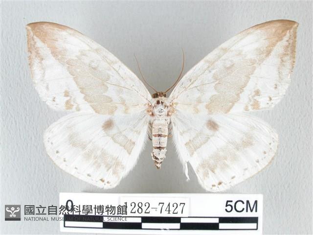 圓翅大鉤蛾藏品圖，第1張