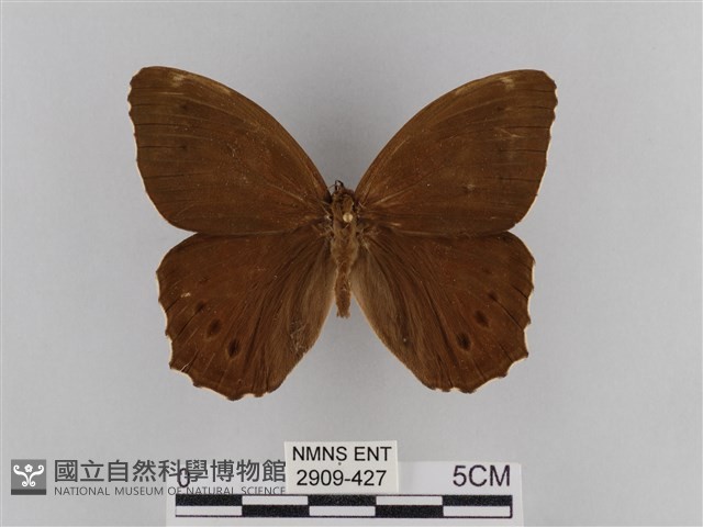 褐翅蔭眼蝶藏品圖，第1張