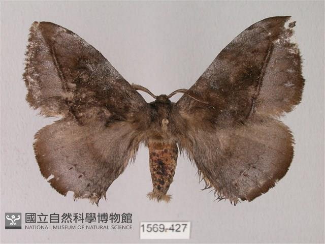 蓬萊灰紋帶蛾藏品圖，第1張