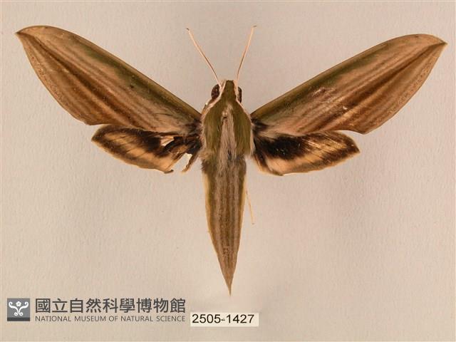 棕綠背線天蛾藏品圖，第1張
