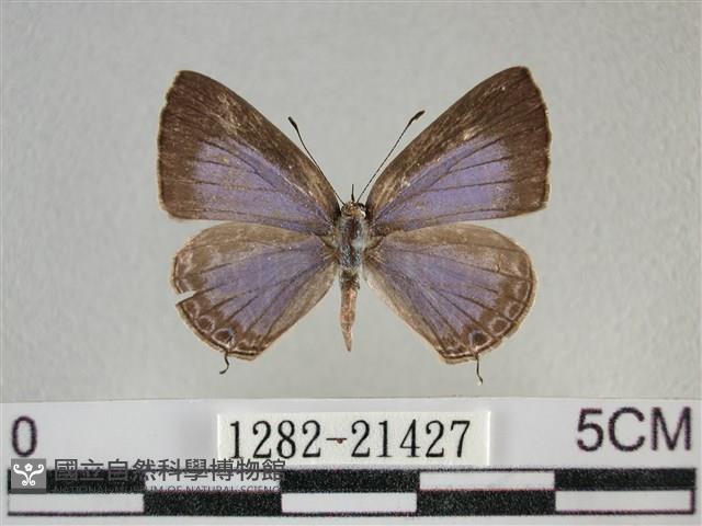 雅波灰蝶藏品圖，第1張