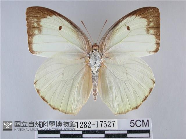 細波遷粉蝶藏品圖，第1張