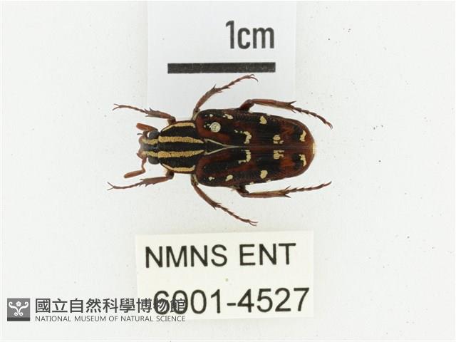 巴蘭陷紋金龜藏品圖，第1張